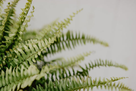 Do plants REALLY need fertilizer?